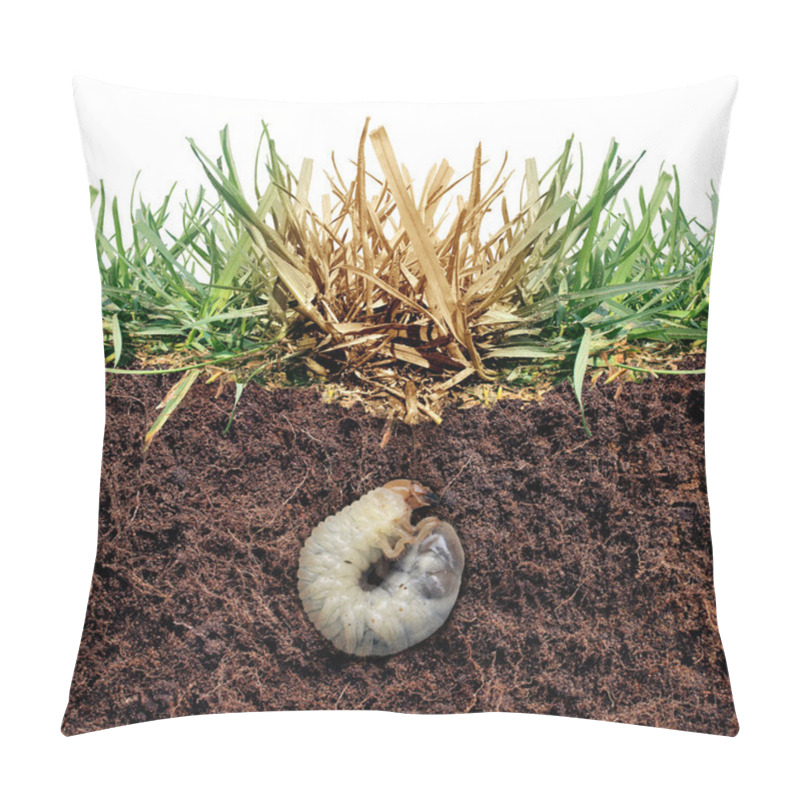 Personality  Lawn Grub Damage As Chinch Larva Damaging Grass Roots Causing A Brown Patch Disease In The Turf As A Composite Image Isolated On A White Background. Pillow Covers