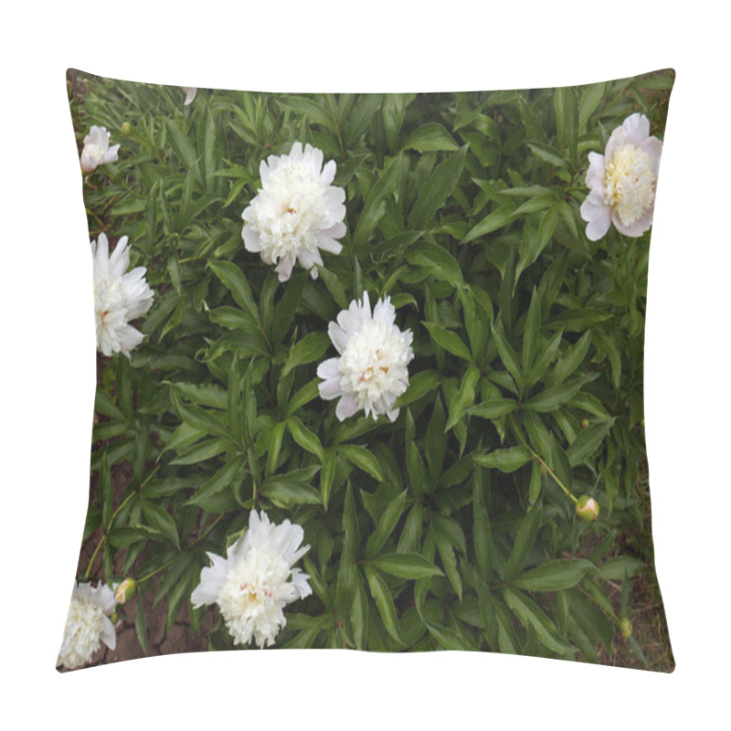 Personality  Beautiful Blooming White Peonies Growing In Garden, Top View Pillow Covers