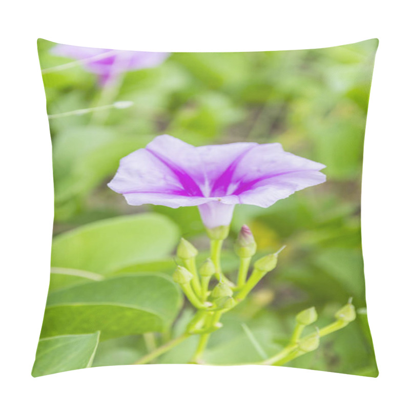 Personality  Ipomoea Pes-caprae Sweet  Or Beach Morning Glory   Pillow Covers