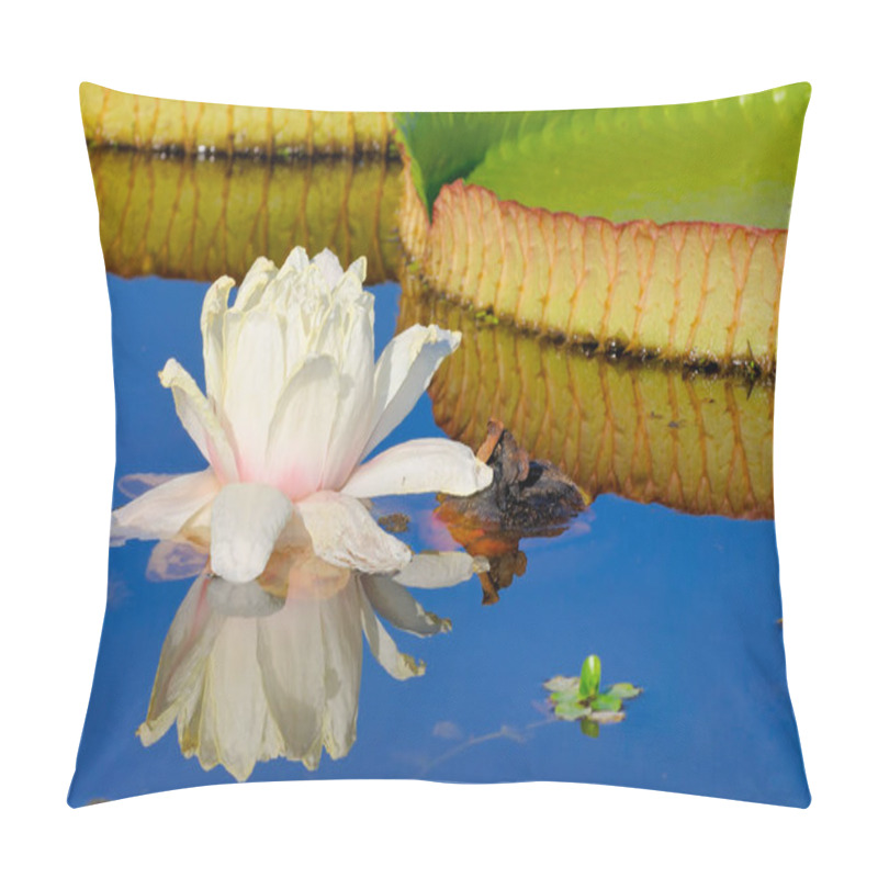 Personality  Victoria Waterlily (Victoria Cruziana) Pillow Covers