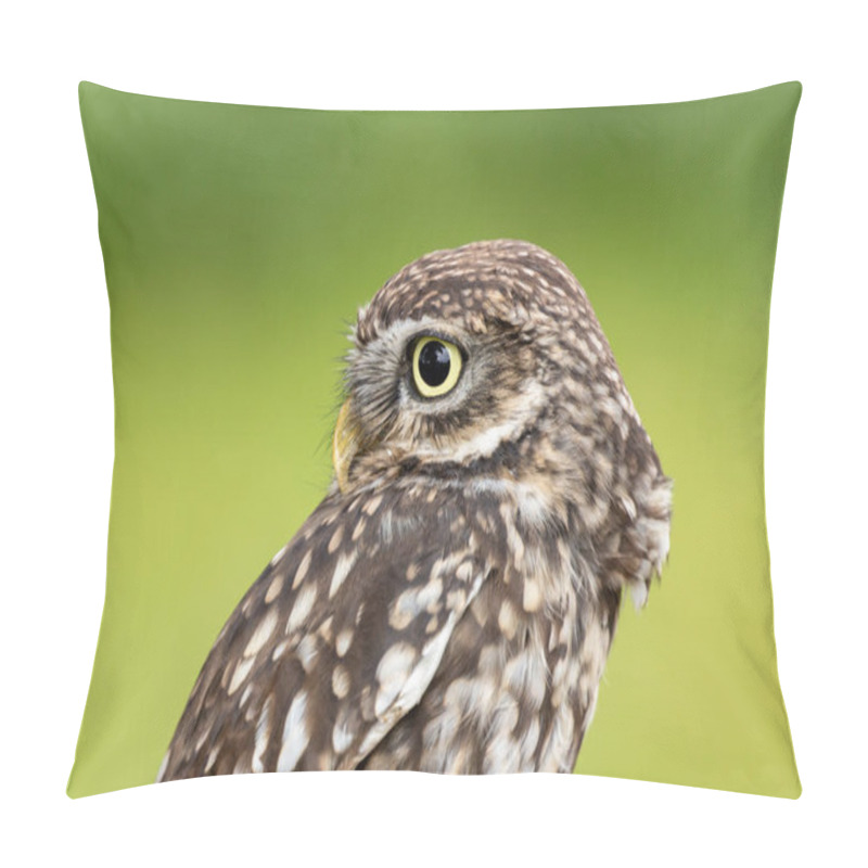 Personality  The Little Night Owl (Athene Noctua) Feeds On Insects, Small Mammals, And Birds. Photo Taken In Italy. Pillow Covers