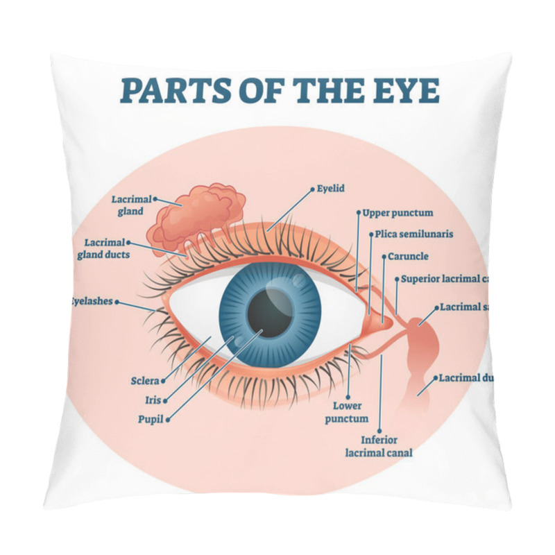 Personality  Parts Of The Eye, Labeled Vector Illustration Diagram Pillow Covers