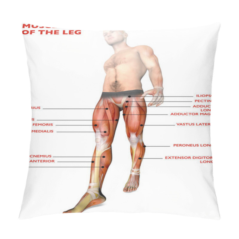 Personality  Leg Muscles, Human Body, Anatomy, Muscular System, Anatomy Person Pillow Covers