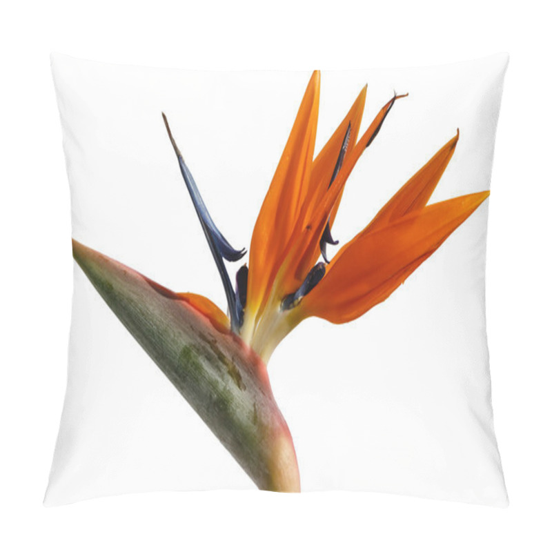 Personality  Strelitzia - Exotic Flower  Pillow Covers