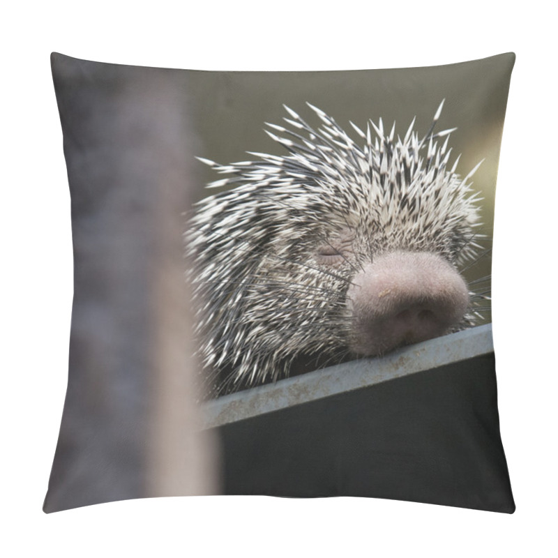 Personality  Porcupine, Animal Pillow Covers