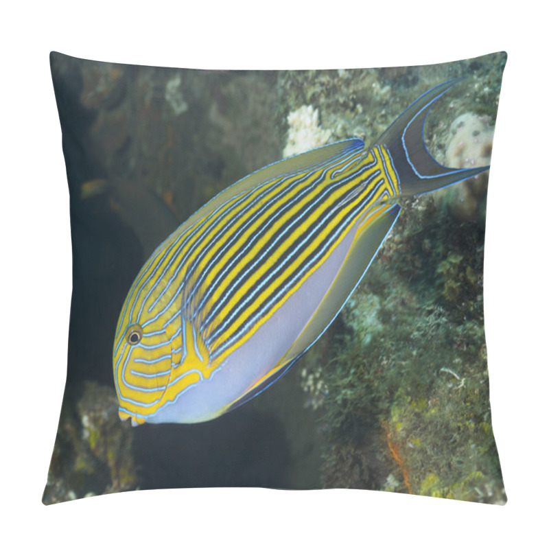 Personality  Coral fish Lined surgeonfish pillow covers