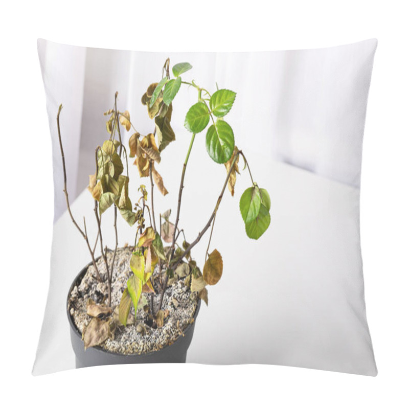 Personality  Green Leaves On One Living Branch Of A Dry Diseased Rose Flower In A Pot. White Salt In The Soil Of A House Plant Pillow Covers