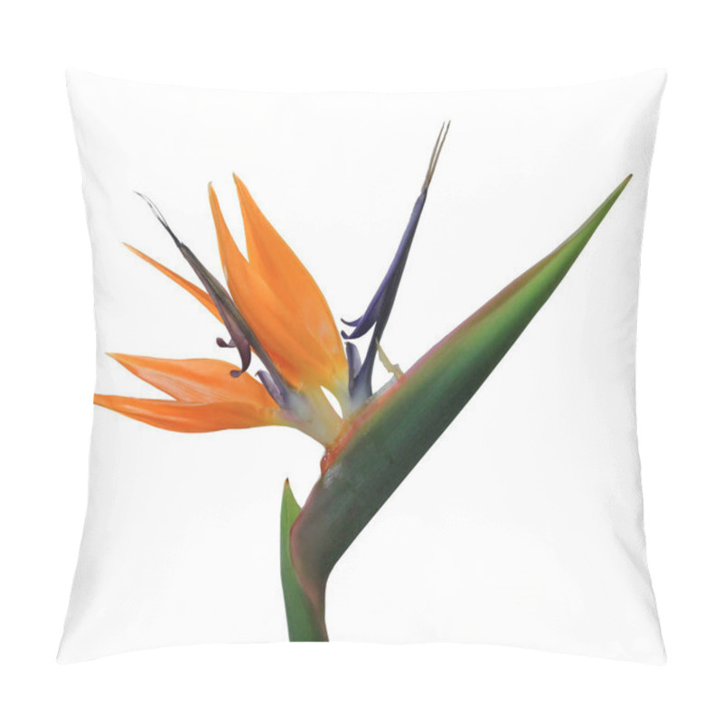 Personality  Exotic Tropical Flower Of Strelitzia Reginae Or Bird Of Paradise Isolated On White Pillow Covers