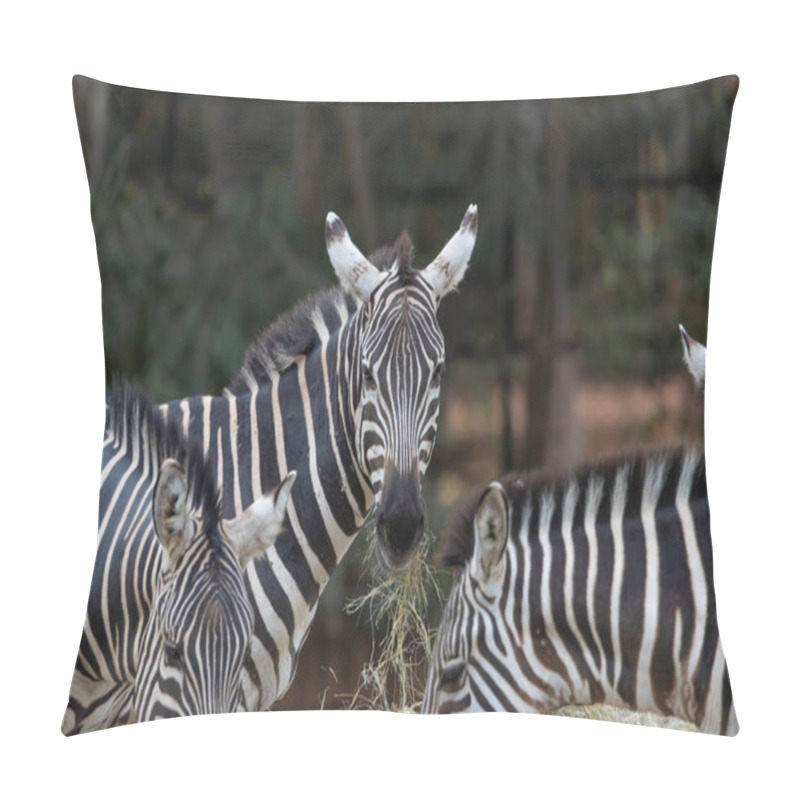 Personality  Close Up Zebras Grazing Grass With Blurred Background In Zoo Pillow Covers