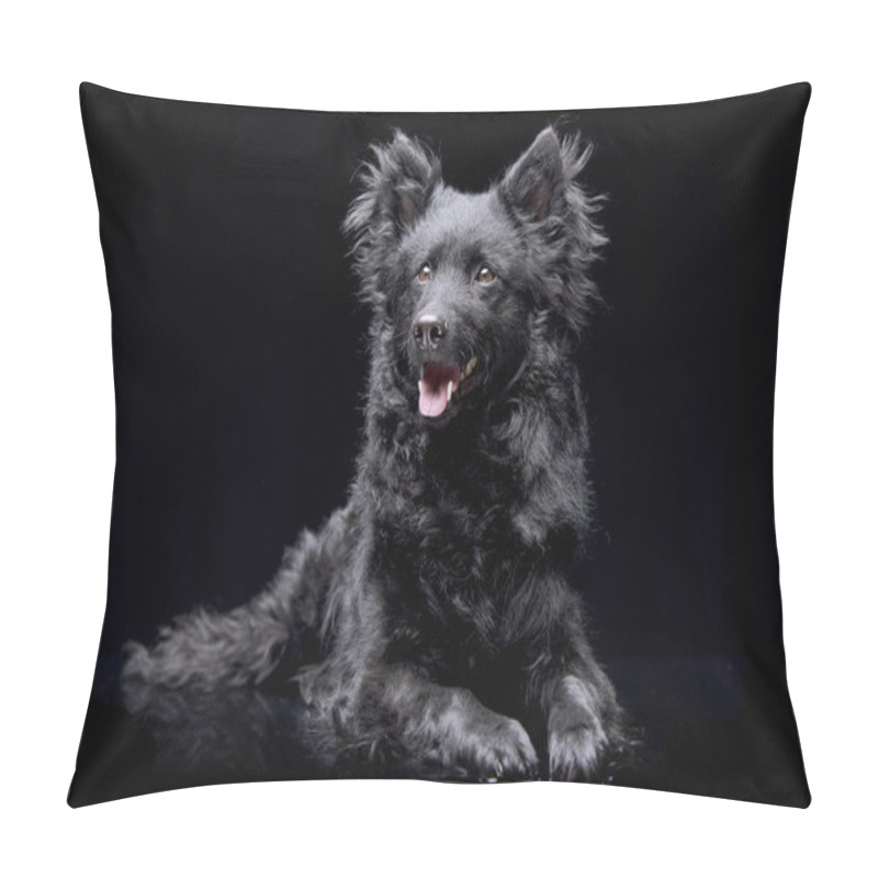 Personality  Studio Shot Of An Adorable Mudi Dog Lying On Black Background. Pillow Covers