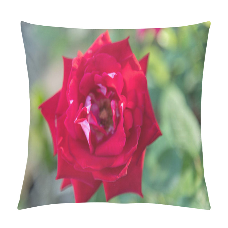 Personality  Rose Flowers X Grandiflora Hort Pillow Covers