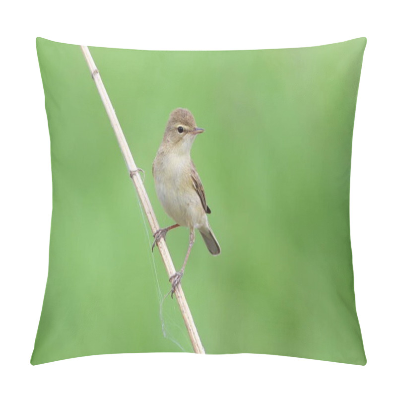 Personality  Iduna Caligata. The Booted Warbler In The Bushes In Siberia Pillow Covers