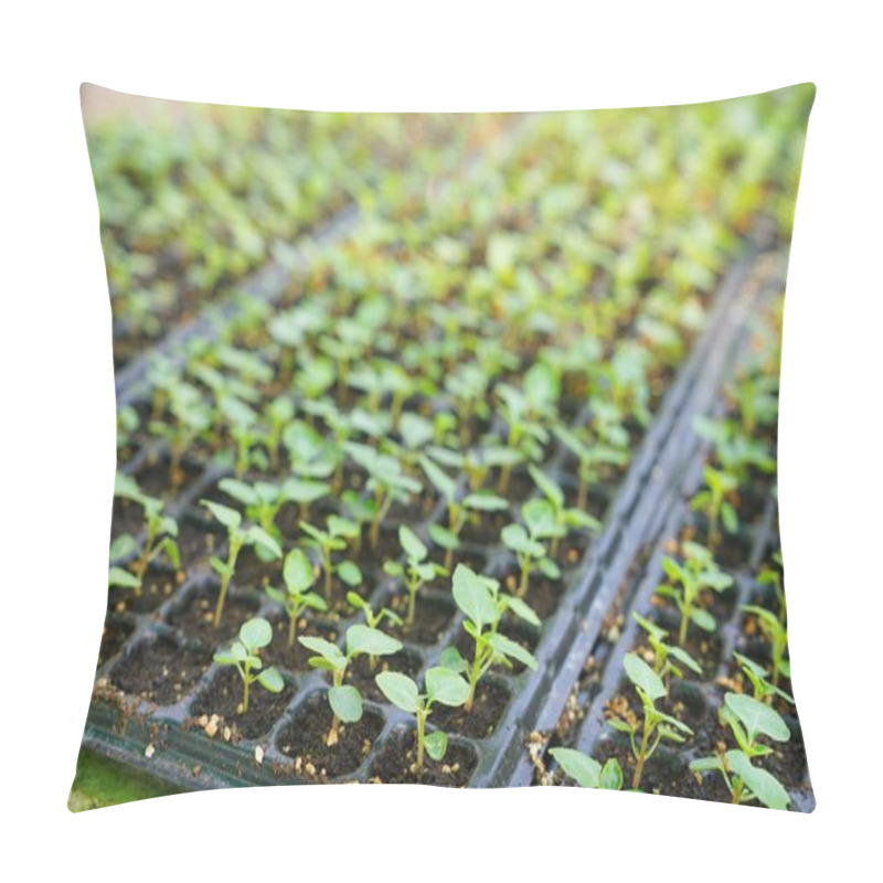 Personality  Vegetable Seedling In  Plastic Seedling Tray Pillow Covers