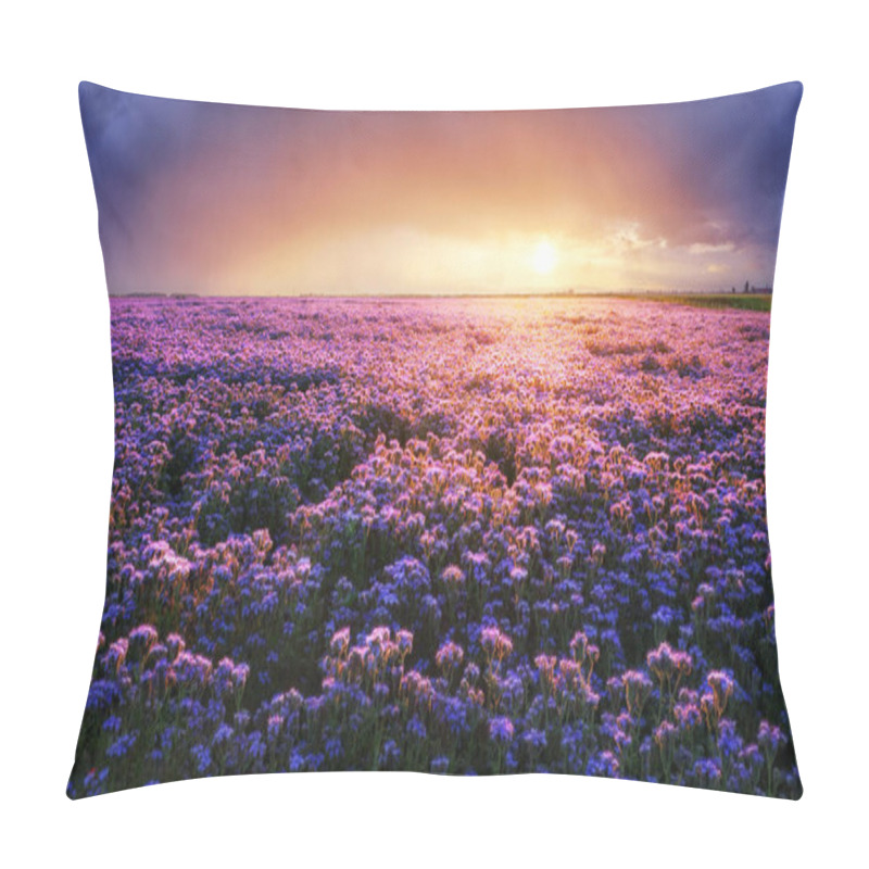 Personality  Beautiful And Amazing Of Purple Flower Field Landscape In Sunset. Nature Wallpaper Background, Phacelia Pillow Covers