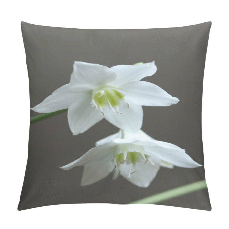 Personality  White Flowers Of Urceolina Amazonica, Formerly Known As Eucharis Amazonica, On A Dark Background Close Up Pillow Covers