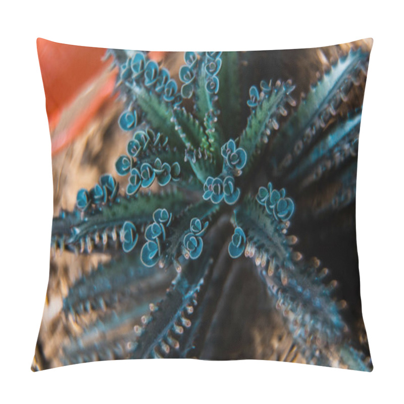 Personality  A Closeup Of The Enchanting Mother Of Thousands Known As Devils Backbone - Mexican Succulent Pillow Covers