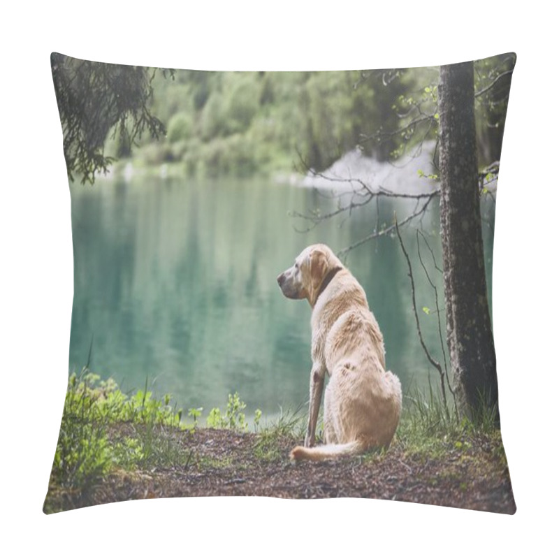 Personality  Dog In Forest. Old Labrador Retriever Looking At The Lake. Pillow Covers