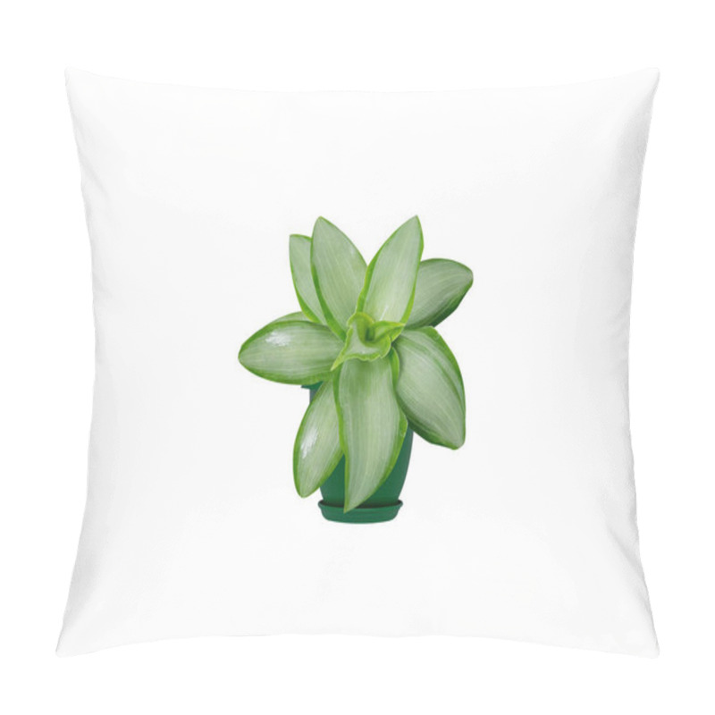 Personality  Murdannia Or Asiatic Dewflower Pot Plants Isolated On White Background Pillow Covers