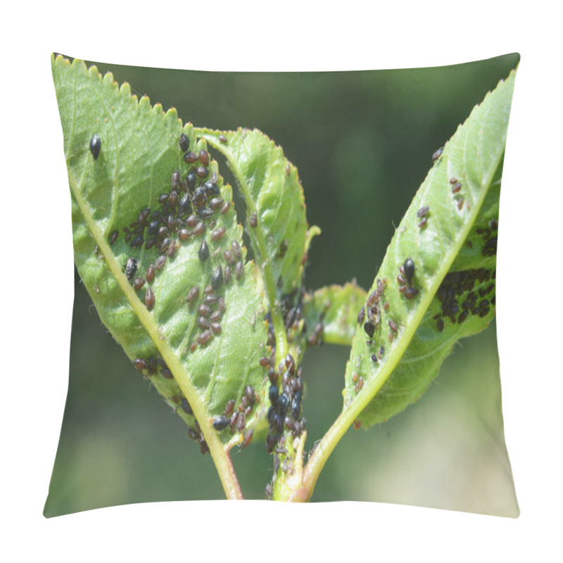 Personality  Aphids (Aphididae) From The Family Of Semi-herpid Insects On The Leaves And Stems Of Plants Pillow Covers