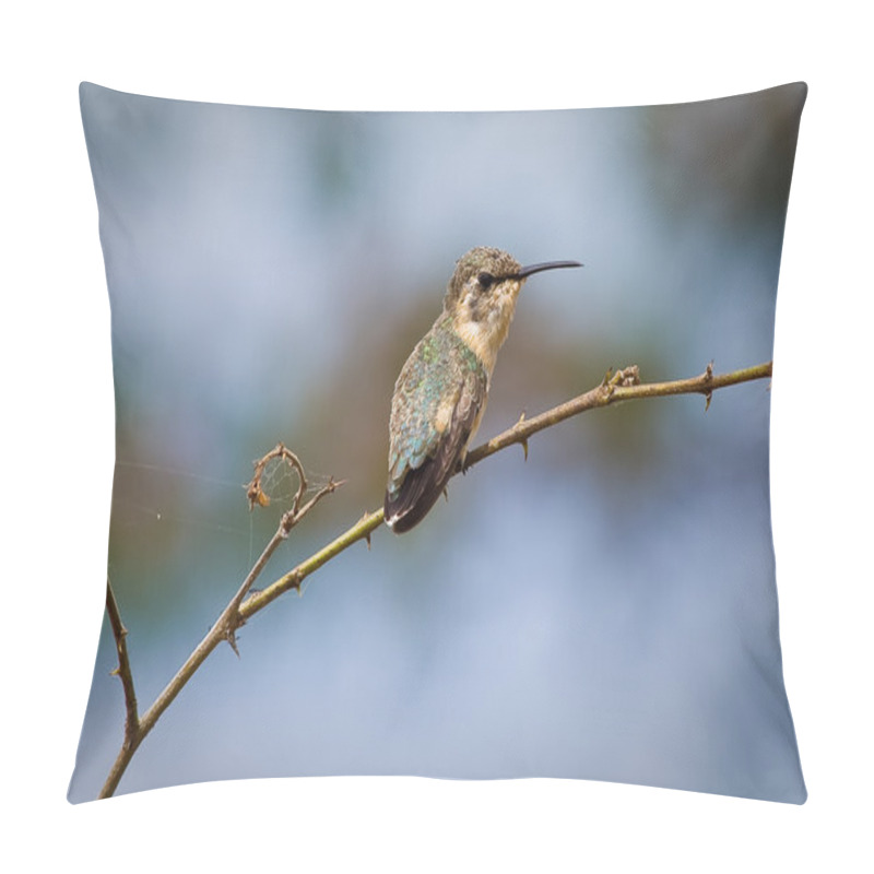 Personality  Close Up Shot Of Small Hummingbird Sitting On A Tree Branch. Manabi, Ecuador Pillow Covers