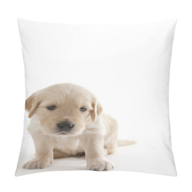 Personality  Puppy Of Golden Retriever Pillow Covers