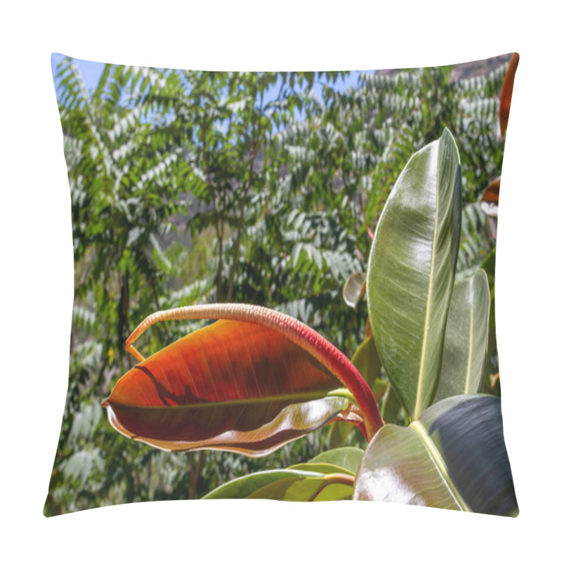 Personality  Indian Rubber Tree (Fiscus Elastica) Pillow Covers