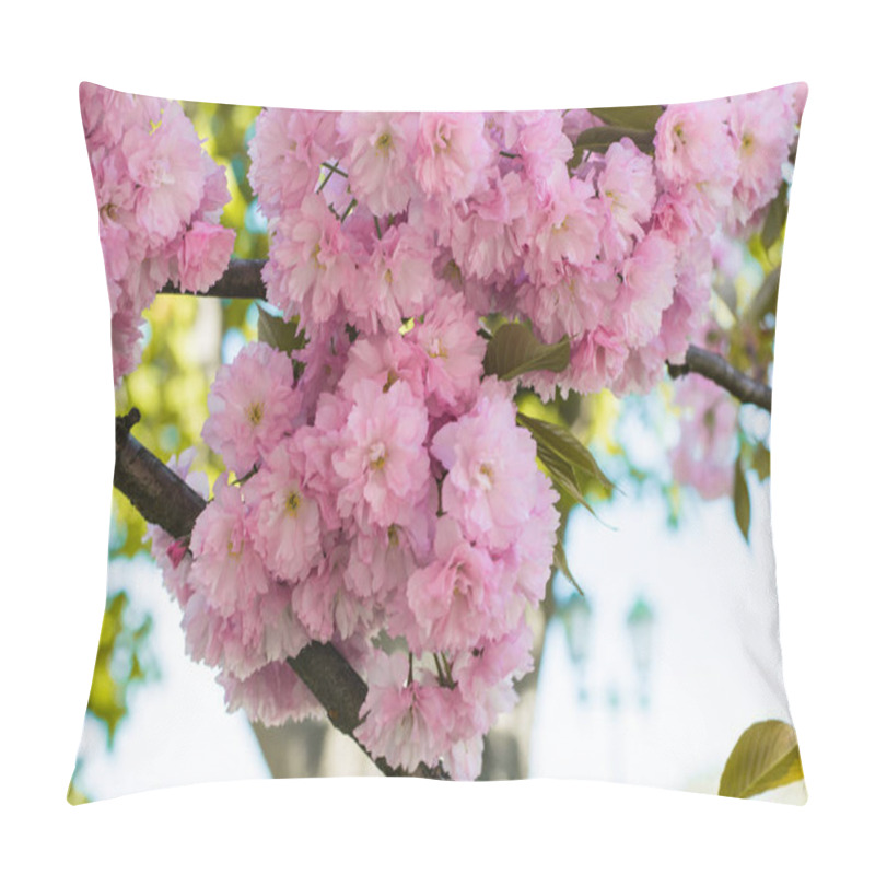 Personality  Beautiful Cherry Blossom Sakura In Spring Time Over Blue Sky. Pillow Covers