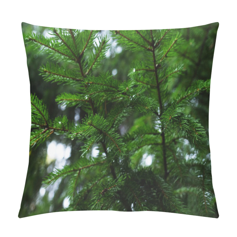 Personality  Pine Needle With Dewdrops In Morning Pillow Covers