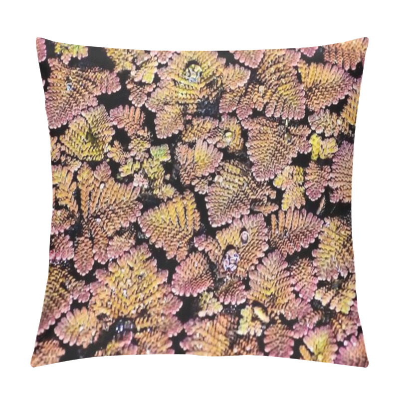 Personality  Feathered Mosquitofern Is An Invasive Plant In Florida Pillow Covers