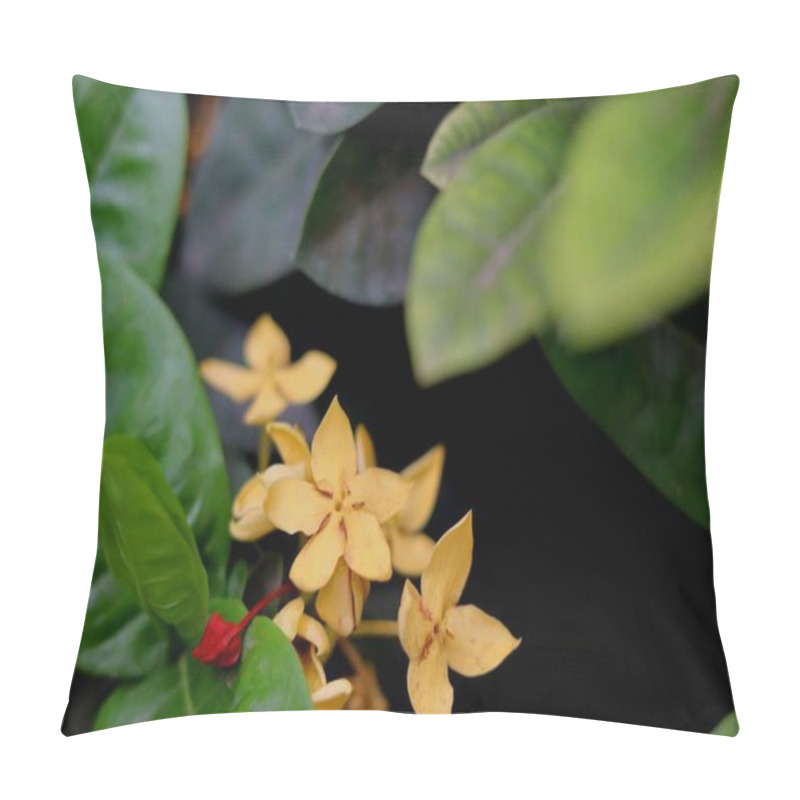 Personality  Ixora Sandal Plant Yellow Star-shaped Ixora Flowers Surrounded By Glossy Dark Green Leaves.Selective Focus Background Blur Pillow Covers