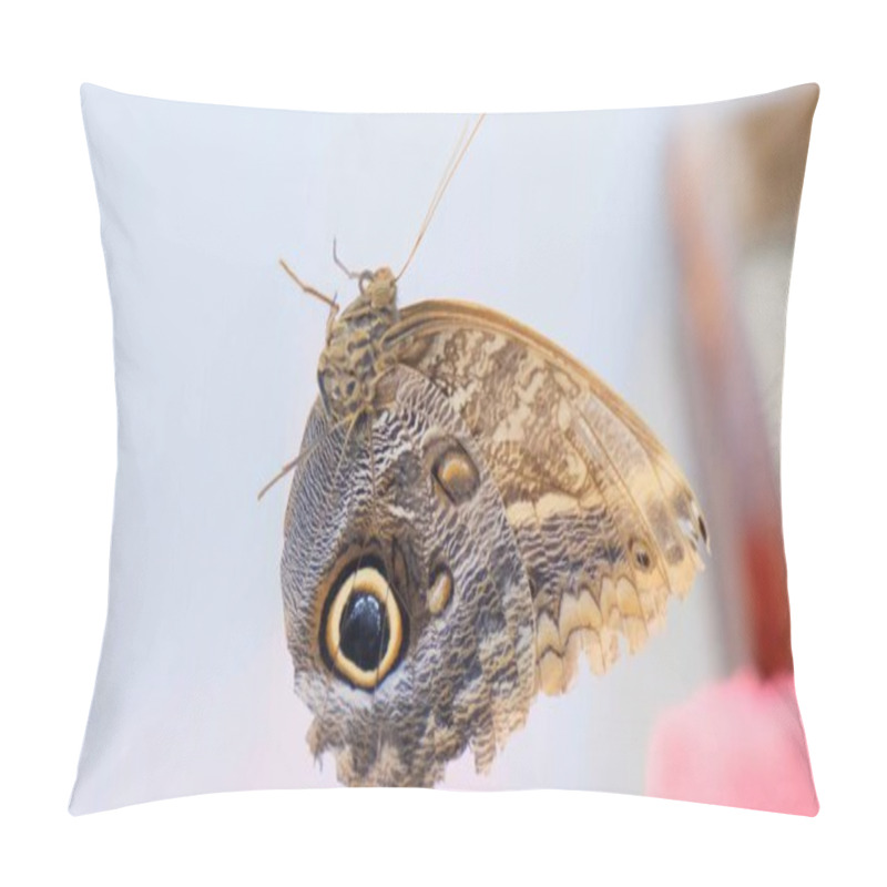 Personality  Beautiful Brown Butterfly On A Gray White Background Close-up Pillow Covers