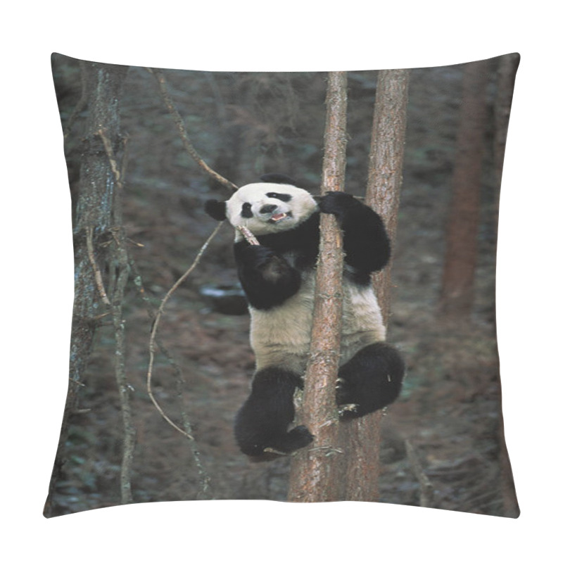 Personality  GRAND PANDA  Ailuropoda Melanoleuca Pillow Covers