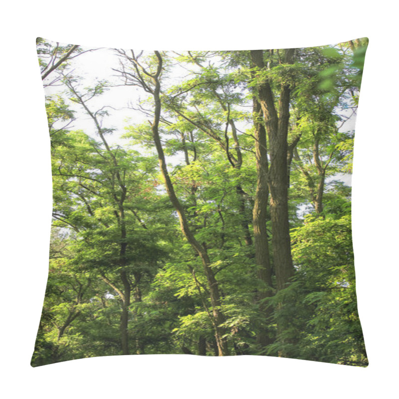 Personality  Tall Trees. A Green, Shady Forest, National Park At Sunny Summer Day. Tall, Branchy Acacia, Robinia Or Locust Trees With Lush, Dense Foliage. Beautiful Natural Landscape. Panoramic Image. Looking Up. Pillow Covers