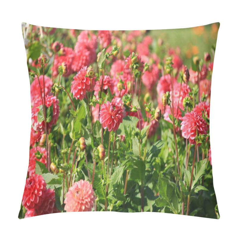 Personality  Red Asters Blooming In The Garden On A Sunny Summer Day Pillow Covers