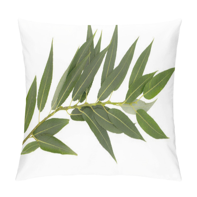 Personality  Willow Branch Isolated On White Background Pillow Covers