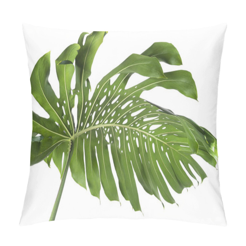 Personality  Monstera Deliciosa Leaf Or Swiss Cheese Plant, Isolated On White Background, With Clipping Path Pillow Covers