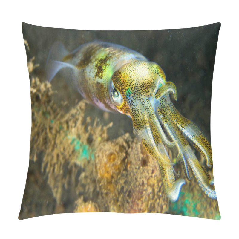 Personality  Reef Squid, Lembeh, North Sulawesi, Indonesia, Asia Pillow Covers