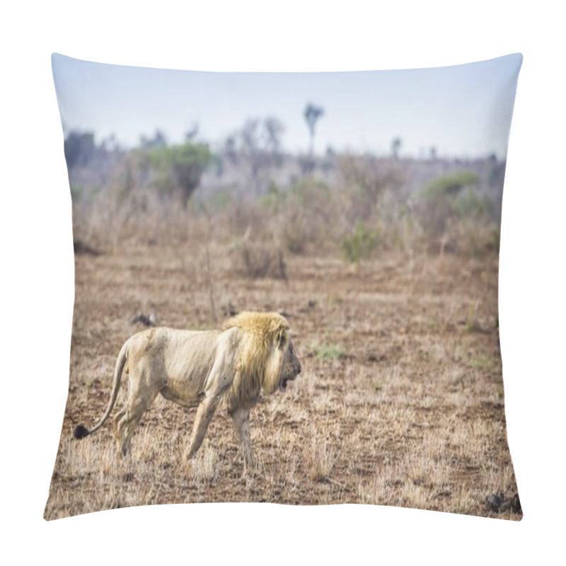 Personality  African Lion In Kruger National Park, South Africa Pillow Covers