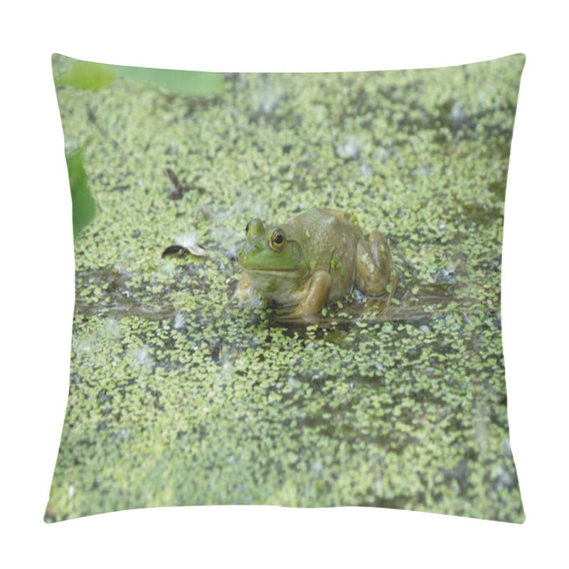 Personality  Bright Green Frog With A Spider Is Hiding In The Lily Pads Pillow Covers