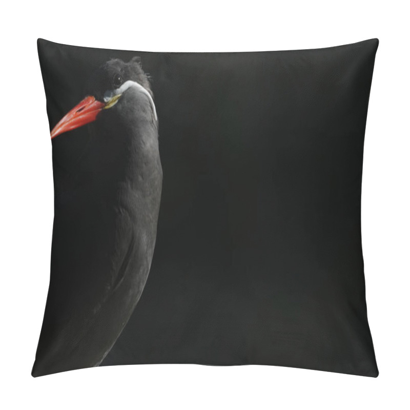 Personality  Close-up Of An Inca Tern, Lit By The Sun Against A Black Background. This Striking Black Bird With A Bright Red Beak Occupies Part Of The Same Habitat Ruled By Ancient Inca Empire In South America. Pillow Covers