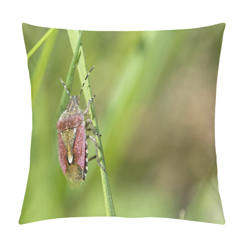 Personality  Dolycoris Baccarum. A Sloe Bug Or Hairy Shieldbug On A Green Grass Straw Pillow Covers