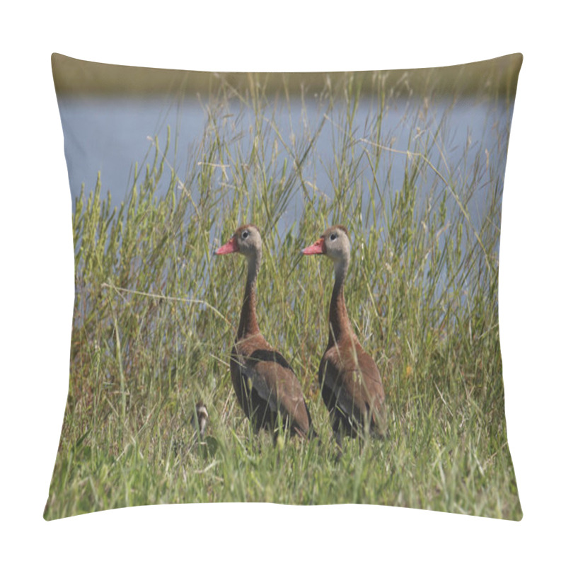 Personality  Two Black-bellied Whistling Ducks (dendrocygna Autumnalis) Standing Beside A Pond Of Water Pillow Covers