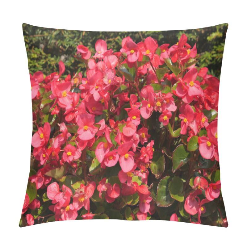 Personality  A Closeup Of Beautiful Red Begonia Flowers Outdoors During Daylight Pillow Covers