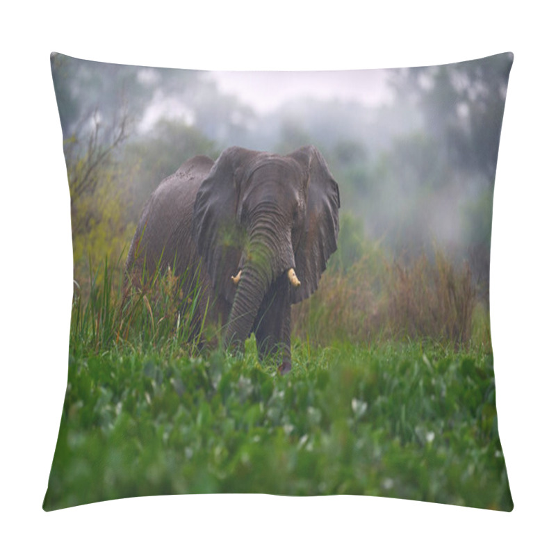 Personality  Elephant In Rain. Elephant In Murchison Falls NP, Uganda. Big Mammal In The Green Grass, Forest Vegetation In The Background. Elephant Watewr Walk In The Nature Habitat. Uganda Wildlife, Africa.  Pillow Covers