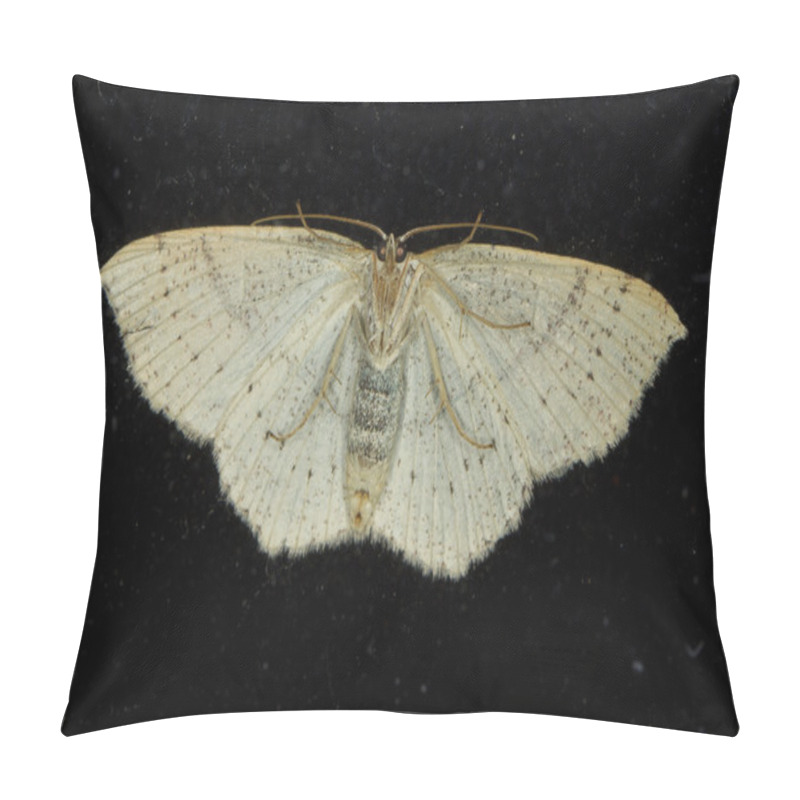 Personality  Night Moth Pillow Covers