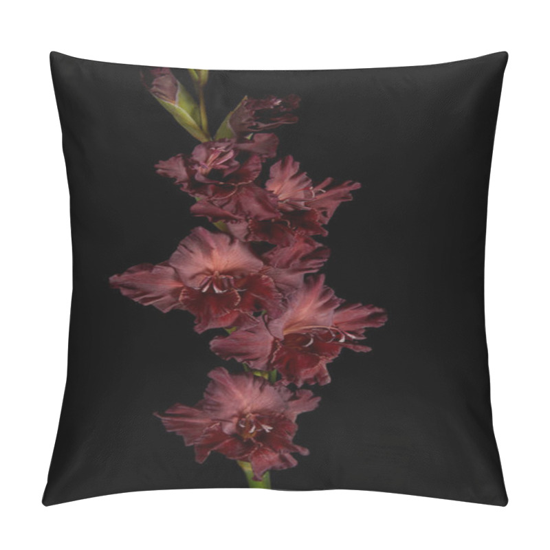 Personality  Close-up View Of Beautiful Blooming Maroon Gladiolus Isolated On Black Pillow Covers