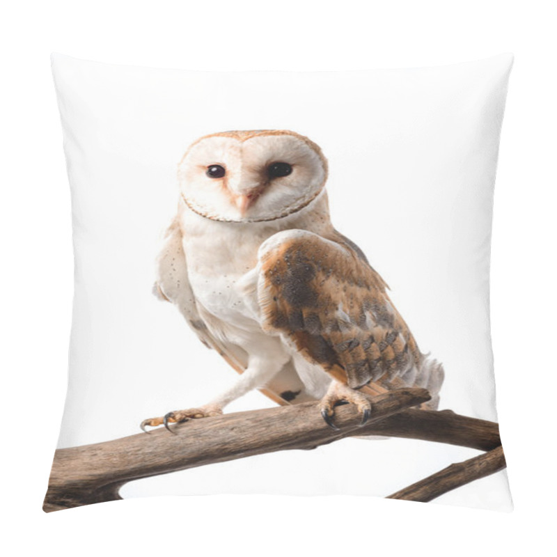 Personality  Cute Wild Barn Owl On Wooden Branch Isolated On White Pillow Covers