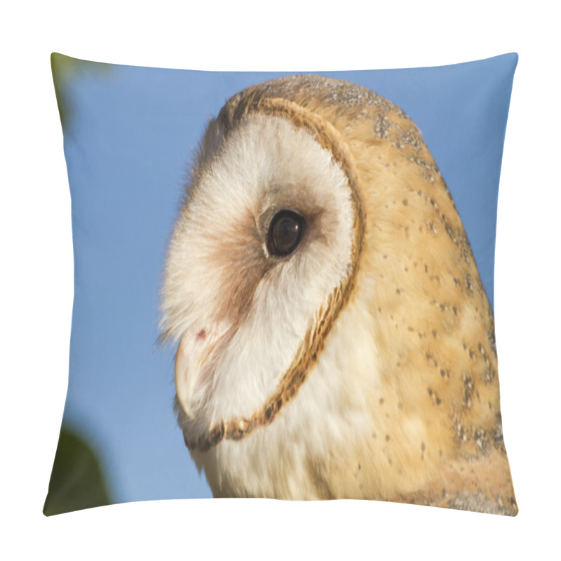 Personality  Common Barn Owl In Autumn Setting Pillow Covers