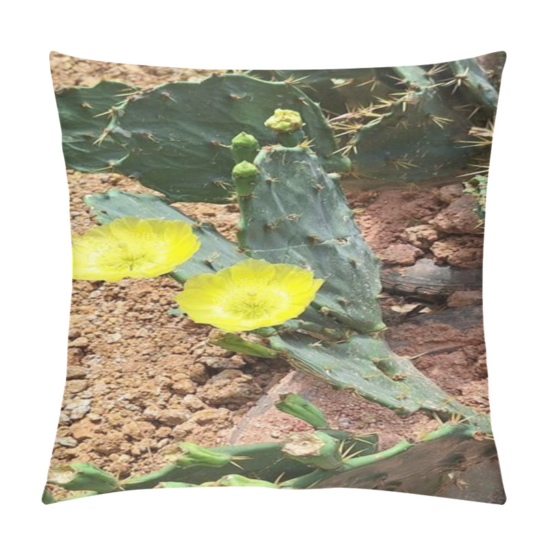 Personality  Flowers And Bud Of Yellow Cactus Flowers On Clay Floor Background Pillow Covers