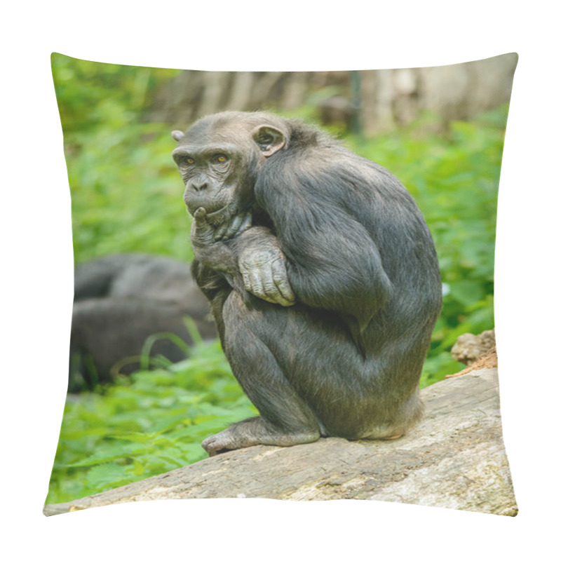 Personality  Chimpanzee Sitting On A Log And Thinking, In Zoo Pillow Covers